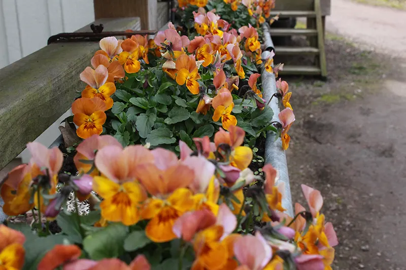 Bilder blommor kopiera